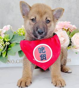 Shiba
