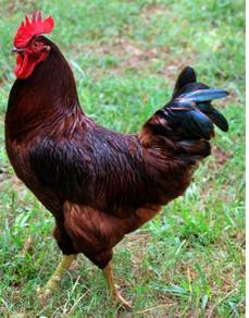 Anak ayam Rhode Island Red chick chicken bird 