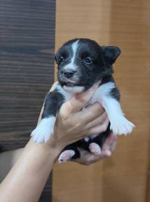 Border collie 