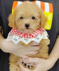 Poodle