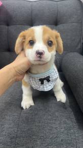 Male Corgi Puppy M-2