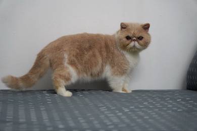 Exotic Shorthair Male