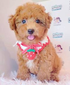 Poodle Toy