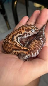 African Fat Tailed Gecko (AFT)