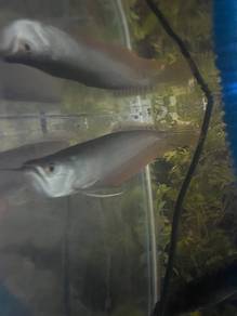 silver arowana
