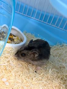 Hamster (Robos)