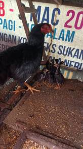 anak2 cross aseel dan ibu