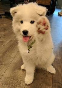 T5749 Pintsized Samoyed a snowy white bndle of joy