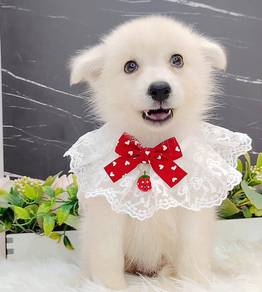 Pomsky