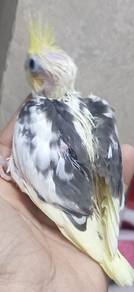 lutino pied cockatiel suap