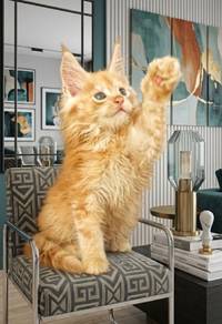 WS Maine Coon