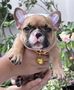 FRENCH BULLDOG PUPPIES S212 🌻Cute Puppy Available