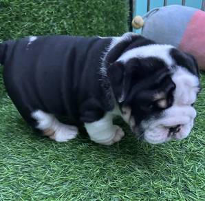 ENGLISH BULLDOG PUPPIES EB392 🐻 BullDog Available