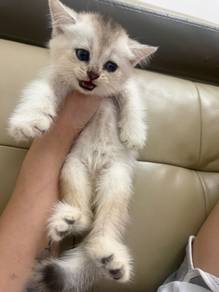 bsh silver