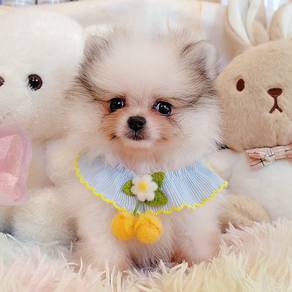 Pomeranian