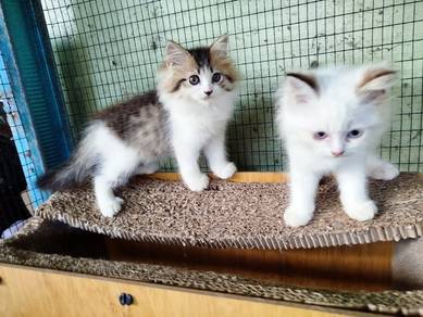 kitten blh utk direhome