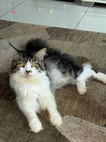 Kucing Mainecoon + Persian