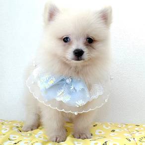 Pomeranian