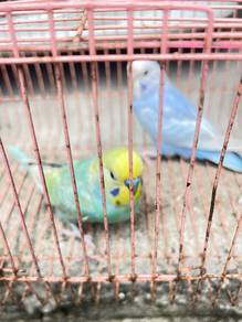 Burung Baji