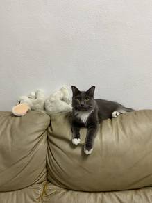 Kucing indoor