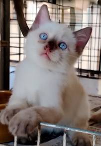 Bsh