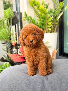 poodle puppies with MKA 