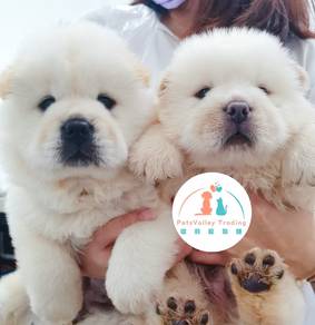 Chow Chow