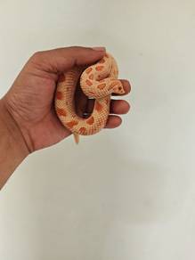 hognose