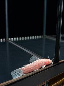 Albino Hoplo Catfish