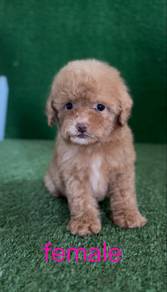 poodle