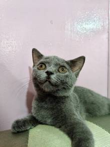 Kitten Bsh Baka Scottish + FREE SANGKAR BESAR