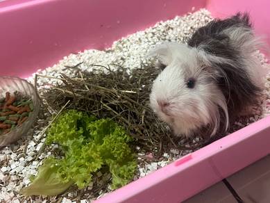 long hair Guniea Pig🐹