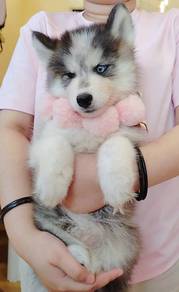Husky