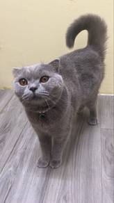 bsh for sale