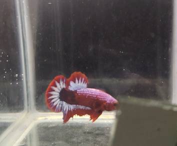 helboy ikan comp