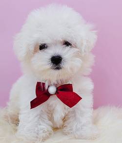 Maltese