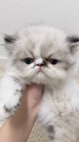 Persian high nose 