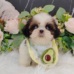 Shih Tzu