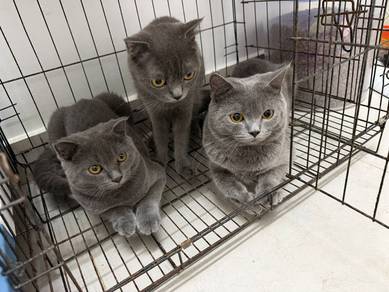BSH mix scotish fold