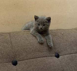 scottish straight male kitten