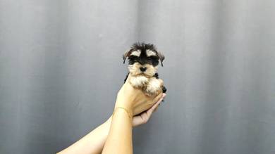 QW6655 Mini Schnauzer black white haired puppy
