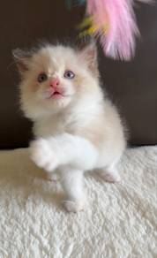 Ragdoll Kitten
