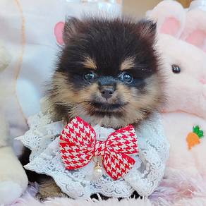 Pomeranian