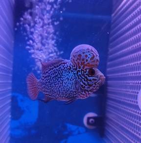 New 3.5inch vip KAMFA MALAO flower horn fish
