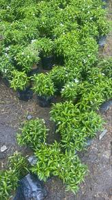Anak Pokok Ivatania verigated