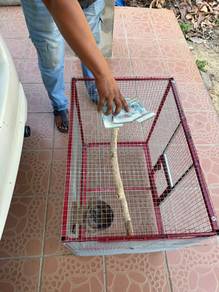 Reban breeding utk candik