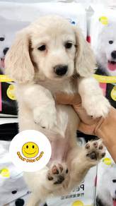 GS_H1800 Mini Dachshund long haired