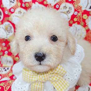 Poodle