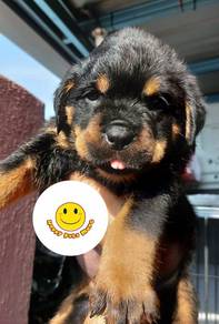 R3000 #MKA registered Rottweiler puppy