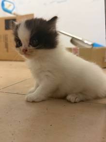 kitten Scottish Mix